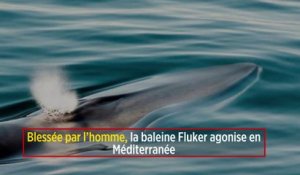 Blessée par l’homme, la baleine Fluker agonise en Méditerranée