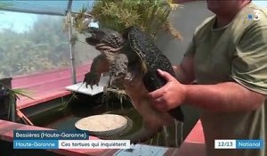 Tortues serpentines : attention aux morsures