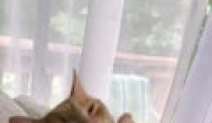 Un Chat Ronfle Dans Le Micro Sur Orange Videos