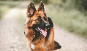 Coronavirus : le premier chien testé positif aux États-Unis est mort