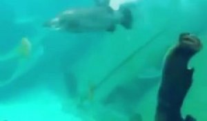 Il plonge dans un aquarium pour nager avec les poissons au zoo de Sydney