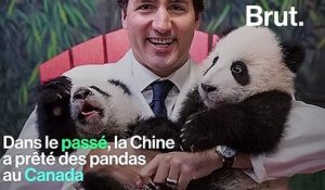 Qu'est-ce que la "diplomatie du panda" ?