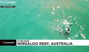 Australie : une femme grièvement blessée par une baleine à bosse lors d’une excursion en mer