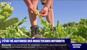 L'État veut autoriser les betteraviers à utiliser des néonicotinoïdes, un insecticide interdit depuis 2018