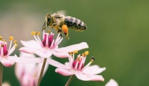 Le gouvernement va à nouveau autoriser l'utilisation d'insecticides meurtriers pour les abeilles