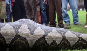 Ce python en pleine digestion a été découvert en inde