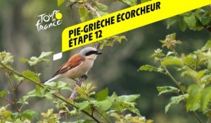 Tour de France 2020 : Étape 12 - Pie-grièche écorcheur