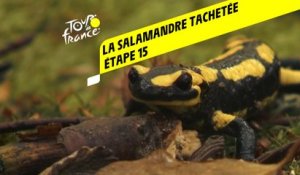 Tour de France 2020 : Étape 15 - La salamandre tachetée