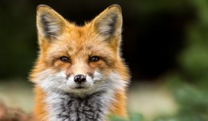 Seine-Maritime : l'association « One Voice » dépose un recours contre la décision de tuer 1 430 renards