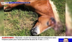 Chevaux mutilés, la grande énigme