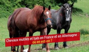 Chevaux mutilés et tués en France et en Allemagne : où en est-on ?