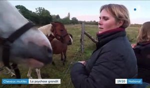 Mutilations de chevaux : psychose chez les éleveurs