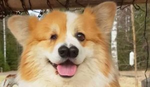 Ce corgi né avec un œil et deux nez déjoue les diagnostics des vétérinaires qui le condamnaient