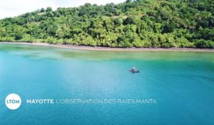 Mayotte : L'observation des raies manta