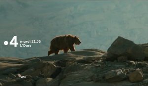 L'Ours - Bande annonce