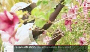 Ils sauvent la planète - Sénégal : un potager dans le désert