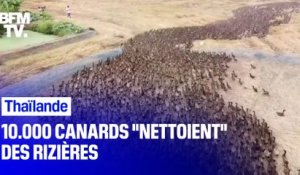 Thaïlande:10.000 canards  "nettoient" des rizières