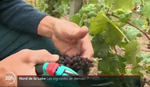 Bassin parisien : le nouvel El Dorado des viticulteurs ?