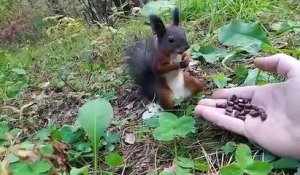 Écureuil figé