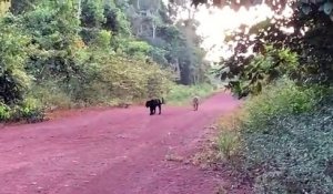 Une panthère noire et un jaguar se baladent ensemble sur un chemin au brésil... Magnifique