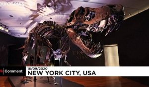 Stan, un T-Rex aux enchères à New York