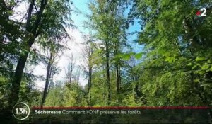 Environnement : les forêts françaises en danger à cause du réchauffement climatique