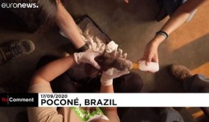 Brésil : les images du sauvetage de bébés jaguars