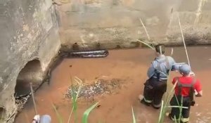 Des ouvriers capturent un énorme anaconda dans les égouts