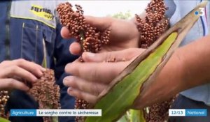 Agriculture : le sorgho résiste à la sécheresse