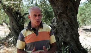 Les olives grecques, victimes du dérèglement climatique