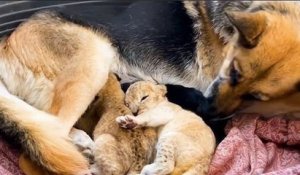 Ce berger allemand nourrit deux lionceaux rejetés par leur mère