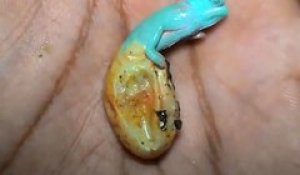 Ce Bebe Cameleon De 1 Jour Change De Couleur Pour La Premiere Fois Sur Orange Videos