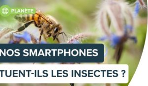 Nos smartphones tuent-ils les insectes ? | Futura