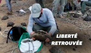 Sur les îles Galapagos, nouvelle réintroduction de tortues géantes