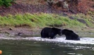 Combat impressionnant entre 2 grizzlys
