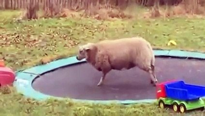 Un Mouton Decouvre Les Joies D Un Trampoline Sur Orange Videos