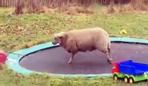 Un mouton découvre les joies d'un trampoline