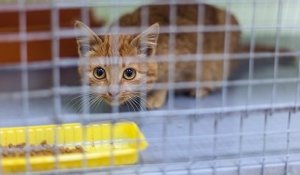 La SPA lance une pétition pour lutter contre la vente d'animaux en animalerie et les annonces sur internet