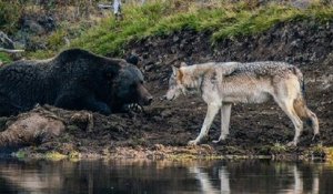 États-Unis : un photographe a immortalisé la rencontre entre un grizzli et un loup