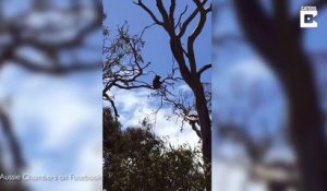 Ce koala se fait harceler par des pies