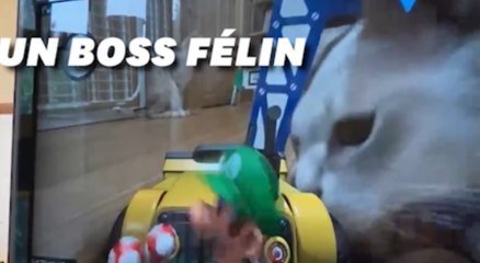 Le Plus Grand Ennemi Des Joueurs De Mario Kart Home Leur Chat