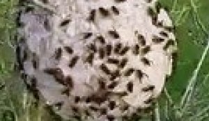 Ce nid de frelons asiatiques est impressionnant
