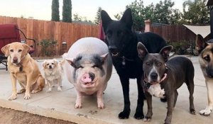 Élevé avec cinq chiens, ce cochon vietnamien fait partie intégrante de ce gang canin