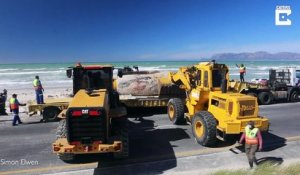 Une énorme baleine découverte échouée sur une plage de Cape Town, Afrique du Sud