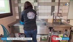 Calais : un hôpital aide les phoques à se refaire une santé avant de retrouver la liberté