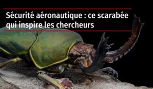 Sécurité aéronautique : ce scarabée qui inspire les chercheurs