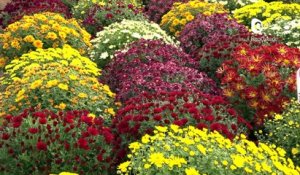 Reportage - Chrysanthèmes et jardinières plaisent toujours autant avant la Toussaint