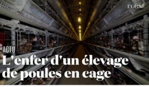 Dans l'enfer d’un élevage de 200 000 poules en cage dans l’Oise, dénoncé par L214