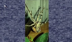 Elle filme la mue impressionnante d'une araignée huntsman