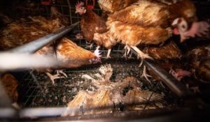 Picardie: L214 dénonce les conditions de vie des poules pondeuses dans un élevage intensif